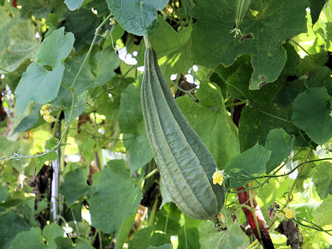 Luffa acutangula